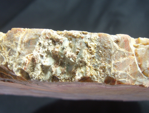 나무화석 (규화목) 판