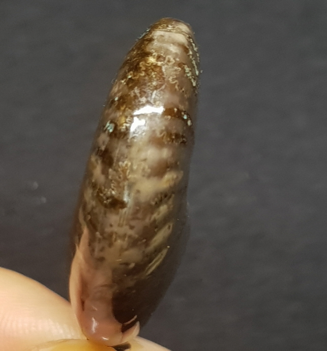 암몰라이트 화석펜던트