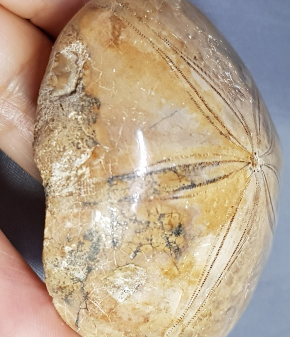 아프리카 성게화석