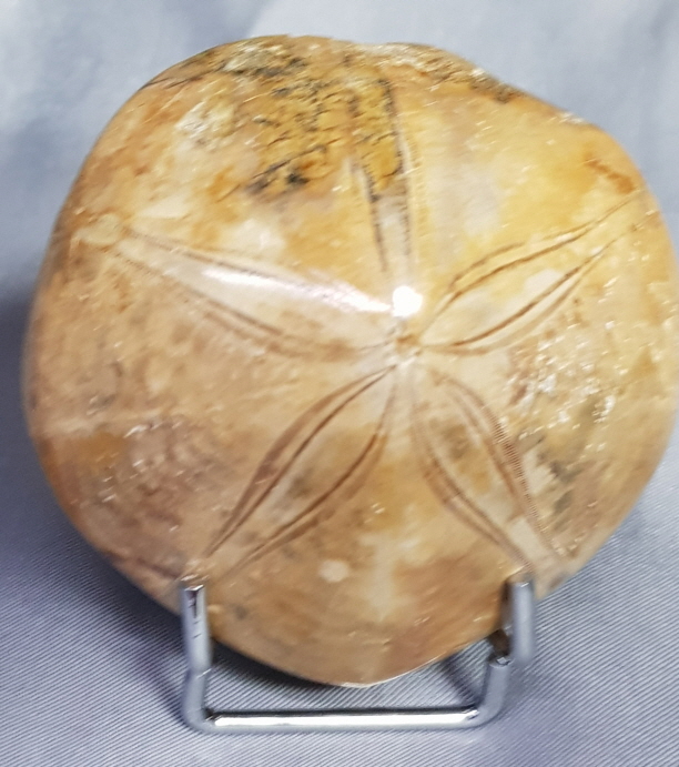 아프리카 성게화석