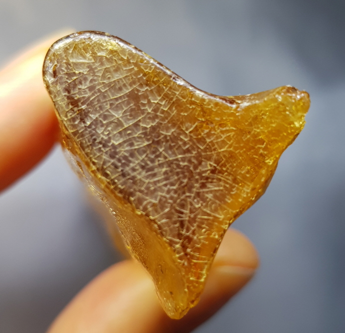 아프리카 호박화석