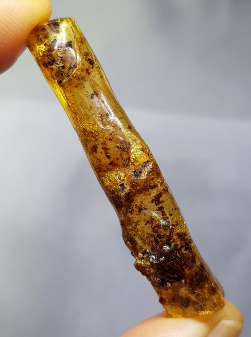 아프리카 호박 화석