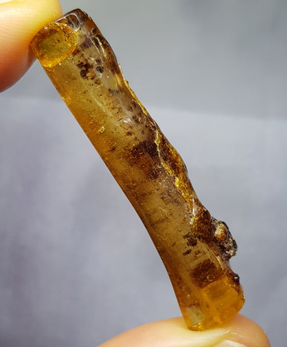 아프리카 호박 화석