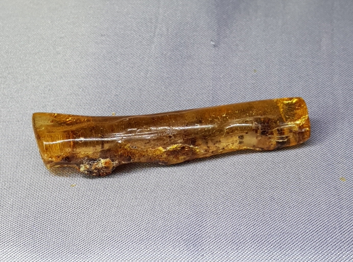 아프리카 호박 화석