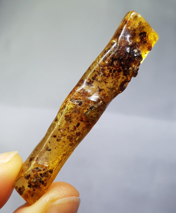 아프리카 호박 화석