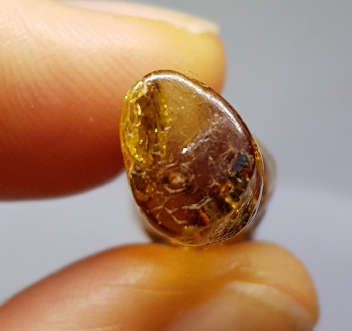 아프리카 호박 화석