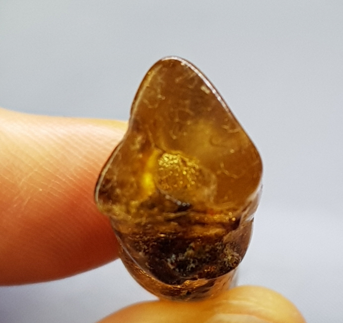 아프리카 호박 화석