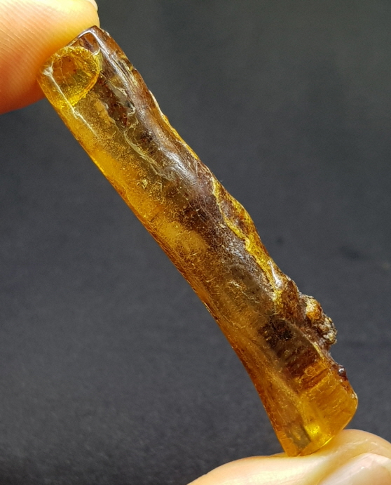 아프리카 호박 화석