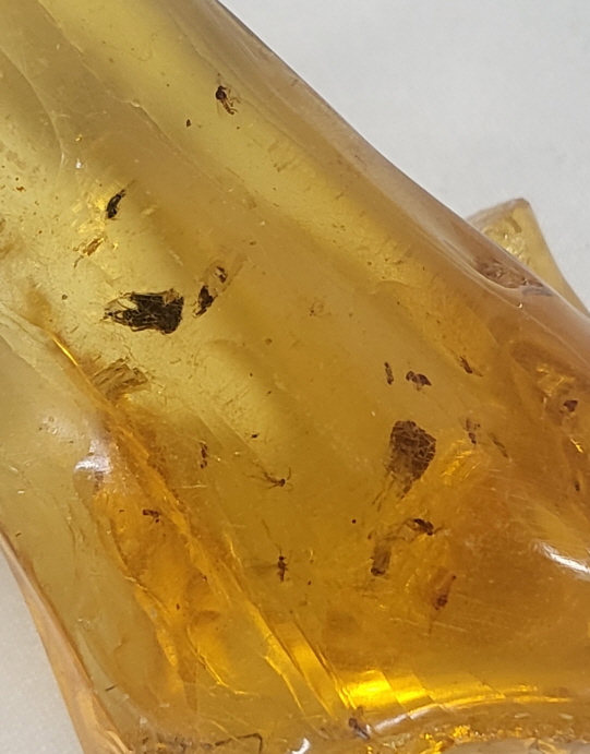 아프리카 호박(COPAL)화석