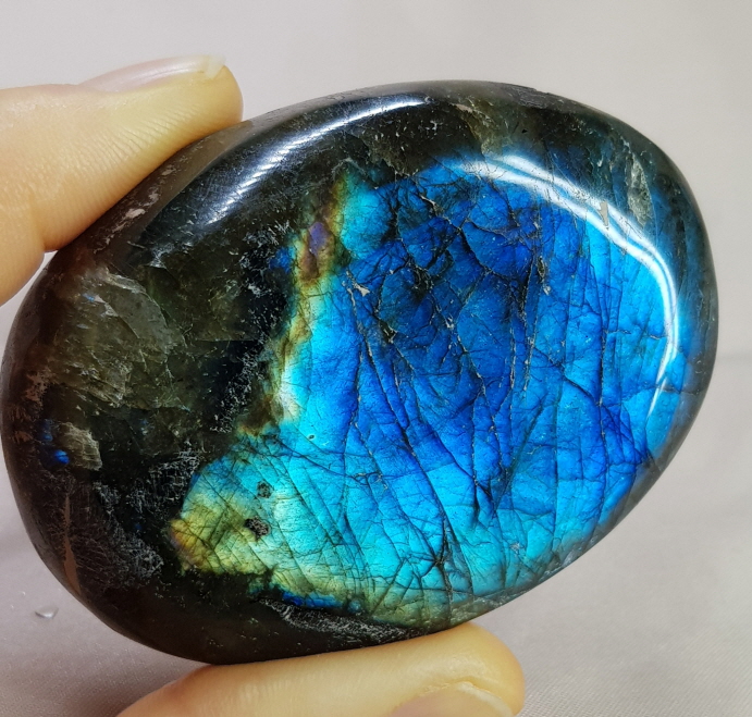 빛 좋은 라브라도 라이트