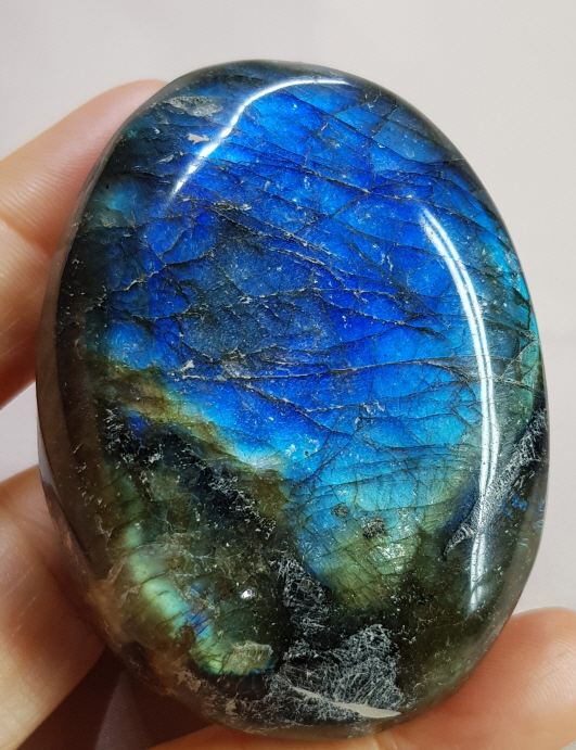 빛 좋은 라브라도 라이트