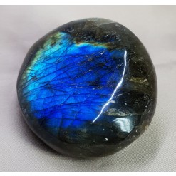 빛 좋은 라브라도 라이트