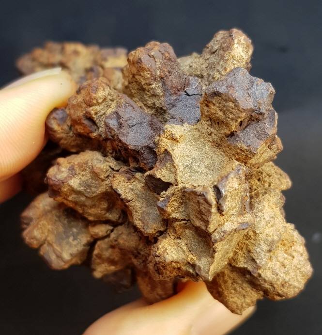 코프롤라이트(똥화석)